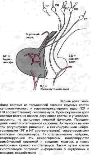 Адренокортикотропный гормон