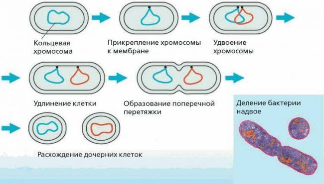 В чем заключается особенность роста и размножения бактериальных клеток