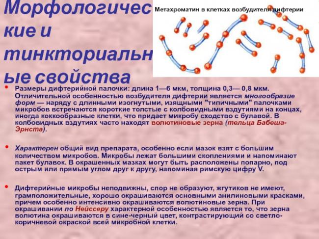 Температура как способ борьбы организма с болезнетворными бактериями