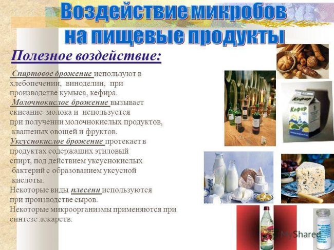 Самые лучшие продукты-пробиотики для кишечника