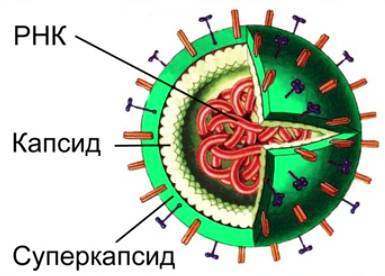 Экспрессия в клетках бактерий рекомбинантных днк