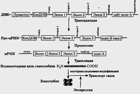 Экспрессия генов — википедия с видео // wiki 2