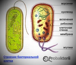 Биология в лицее