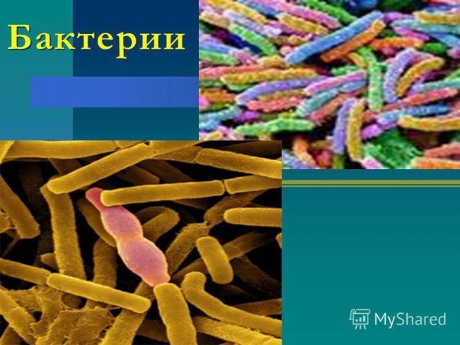 Изучаем родословную бактерий: это животные или растения?