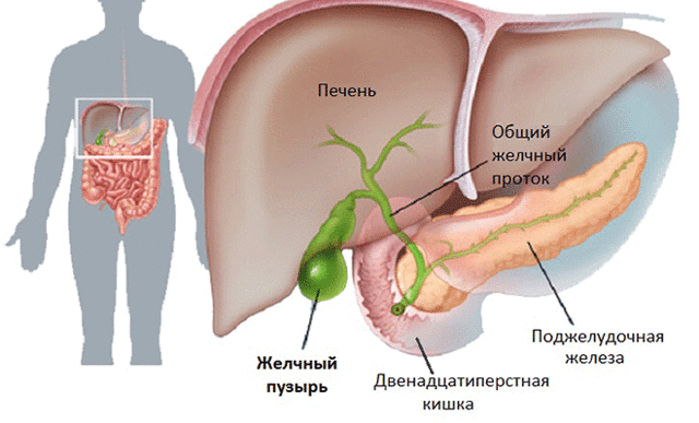 Дискинезия желчных путей — диагностика, симптомы и лечение