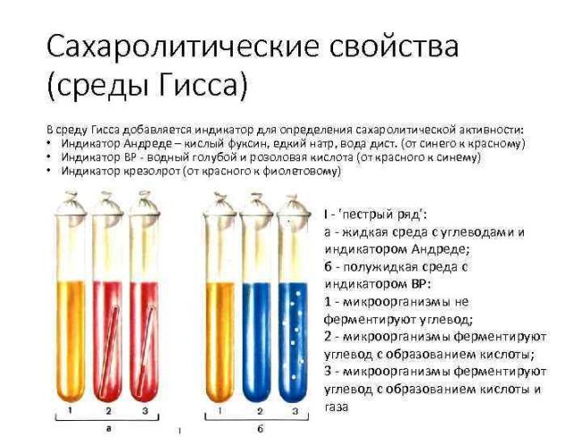 Как производится изучение культуральных свойств бактерий