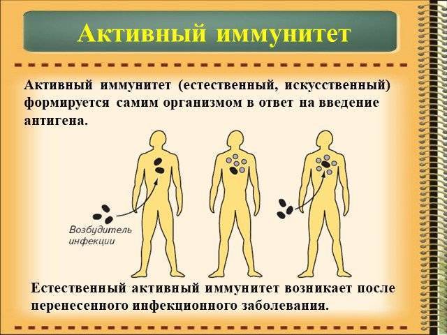 Пассивный искусственный иммунитет возникает у человека если ему в кровь