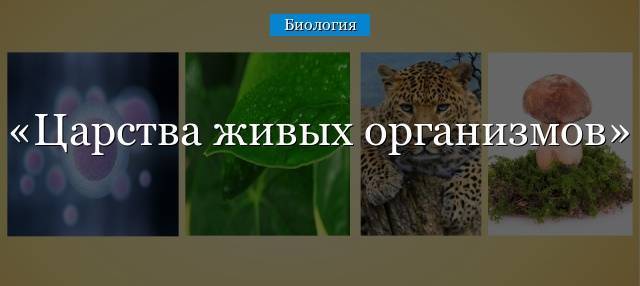 Царства бактерий и грибов: друзья или враги человеку?