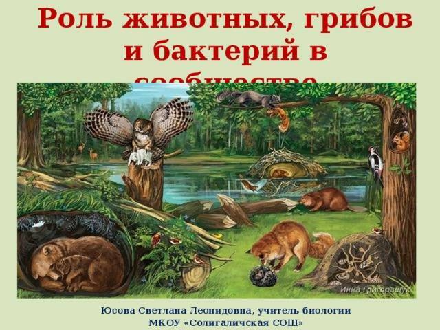 Особенности хемосинтеза бактерий
