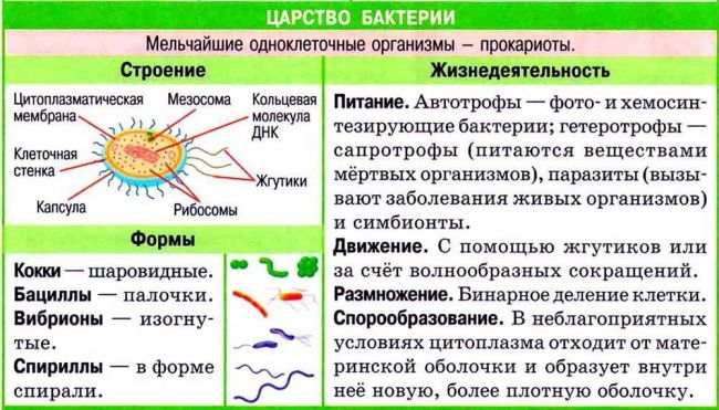Плазматическая мембрана: характеристики, строение и функции