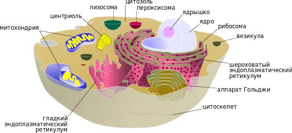 Бактерии, грибы, водоросли и простейшие животные имеют много общего, что является еще одним доказательством эволюции