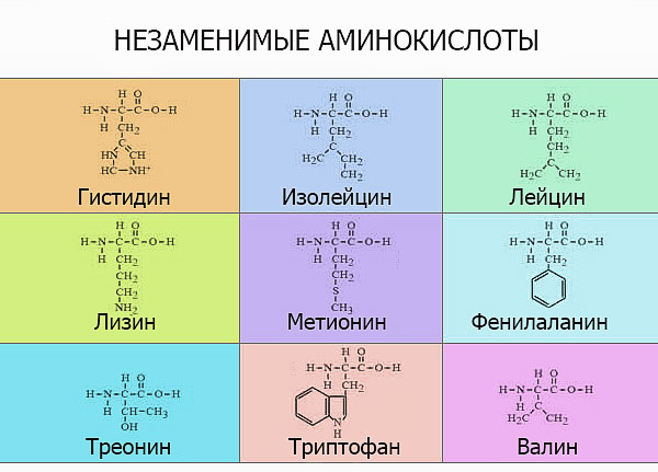 Аминокислоты — большая медицинская энциклопедия