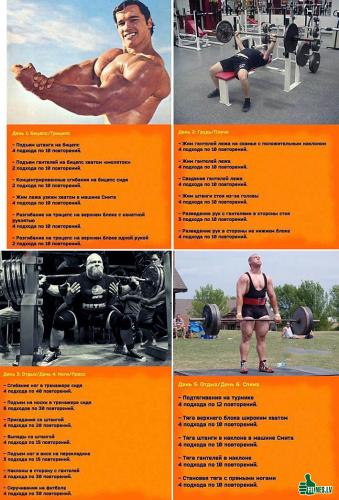 Правильное питание для эктоморфа: меню для набора мышечной массы
