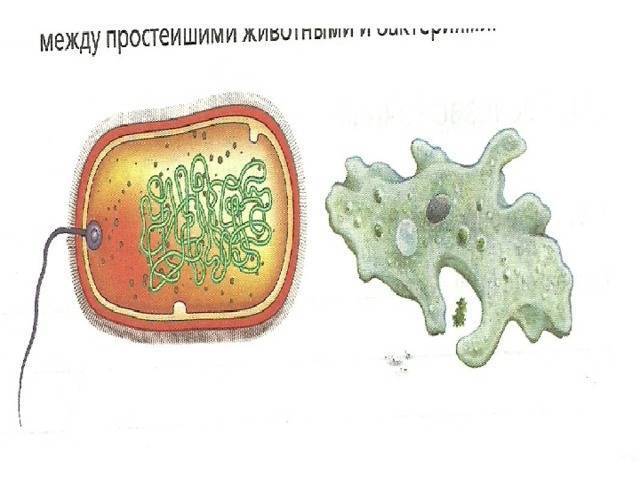 Эти уникальные одноклеточные бактерии