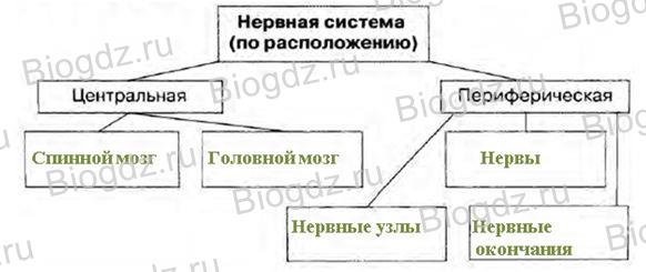 Периферическая нервная система - peripheral nervous system - qwe.wiki