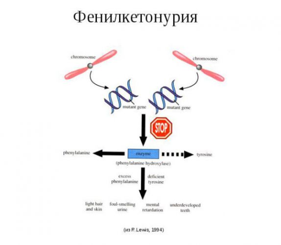 У человека фенилкетонурия наследуется как рецессивный признак. заболевание связано с отсутствием фермента,расщепляющего фенилаланин. избыток этой аминокислоты в крови приводит к поражению центральной нервной системы и развитию слабоумия. определите вероят
