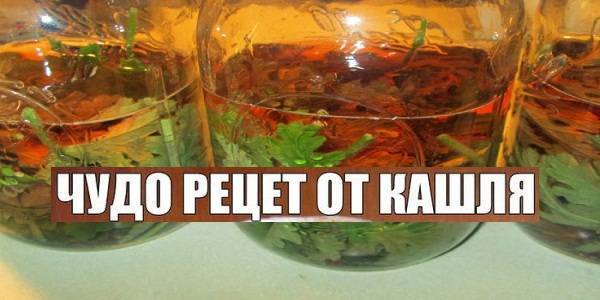 Как заваривать сосну от кашля ребенку