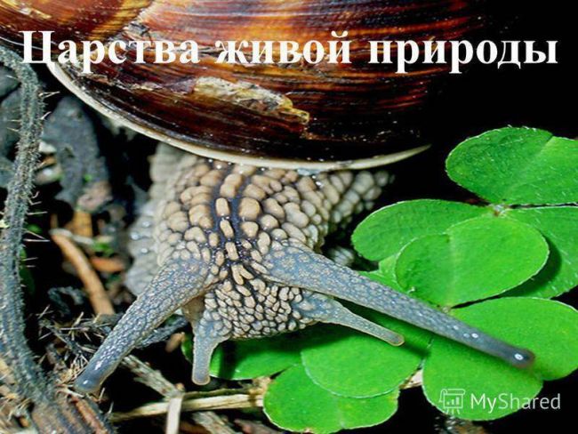 Презентация по окружающему миру на тему " царство живой природы. бактерии" ( 2 класс)