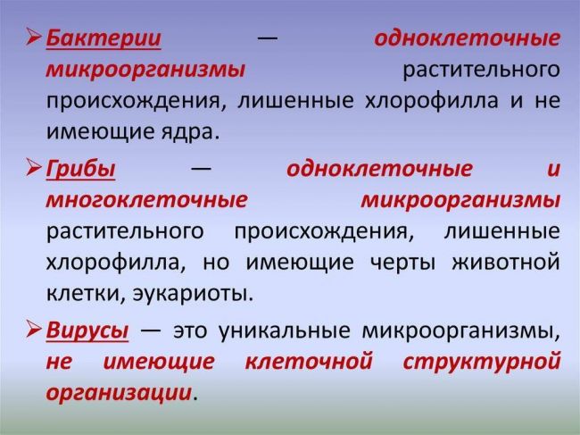 Кто они – бактерии и что представляют собой самые многочисленные жители нашей планеты?