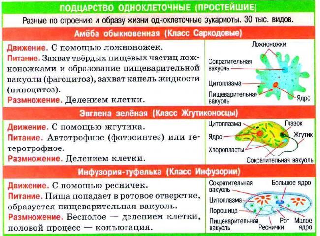 Простейшие бактерии