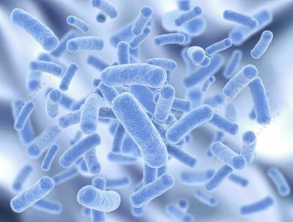 Escherichia coli ñ ñðµð±ðµð½ðºð°