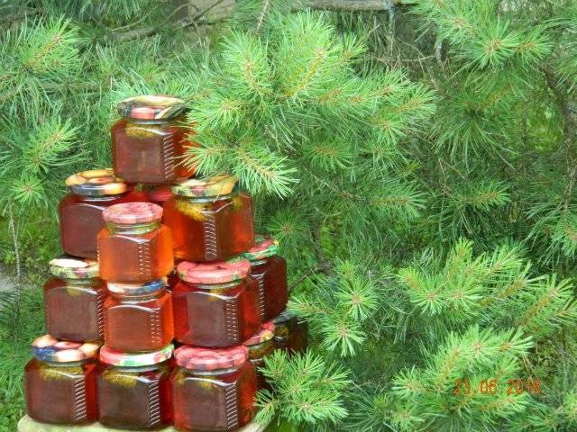 Лечебные свойства сосновых почек для лечения бронхита и кашля