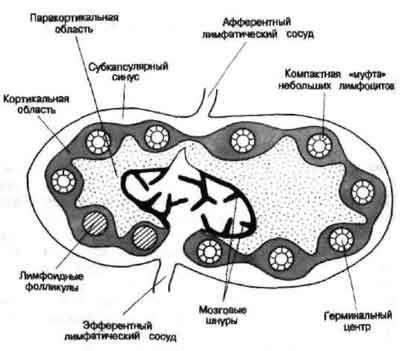 Мало лимфоцитов — ослаб иммунитет, много эозинофилов — аллергия. о чем говорит анализ крови