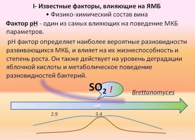 Молочнокислые бактерии — маленькие помощники большого организма