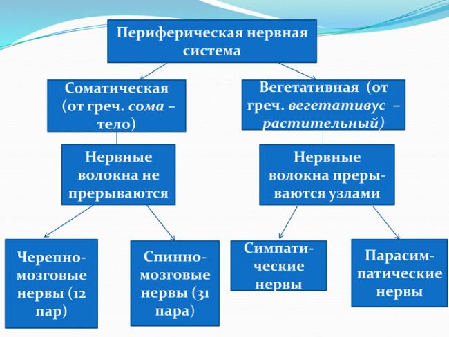 Периферическая нервная система - peripheral nervous system