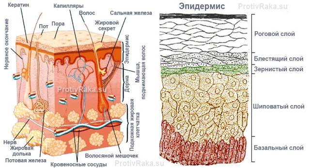 Базалиома кожи носа — раковая опухоль, но не приговор