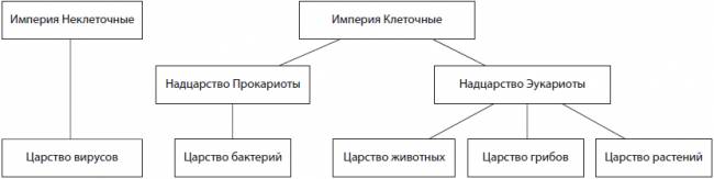 Царство бактерии общая характеристика, кто открыл бактерии, названия и примеры бактерий, чем питаются, как размножаются, запасное вещество бактерий, признаки симбиотических бактерий