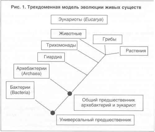 Разница между грамположительными и грамотрицательными бактериями