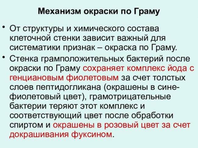 Грамотрицательные бактерии