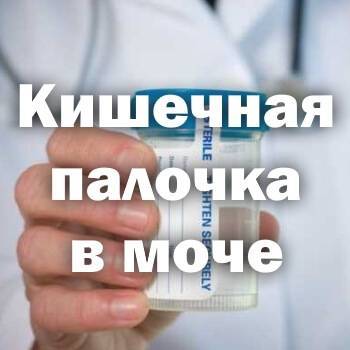 Escherichia coli 10/6 в моче