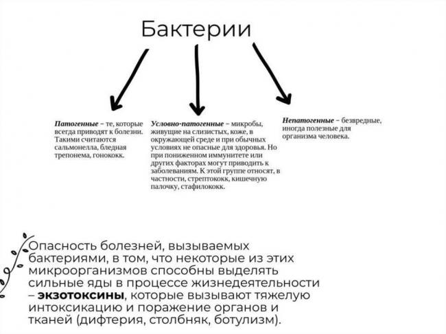 Какова роль гнилостных бактерий в природе и жизни человека