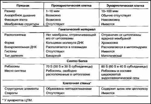 В чем заключаются главные отличия строения клеток бактерий и животных