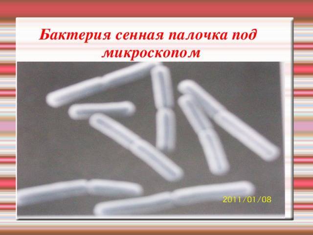 Не надо лечить внучку лекарством для жучки антон павлович | лечение болезней
