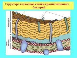 Каковы особенности строения бактериальной клетки