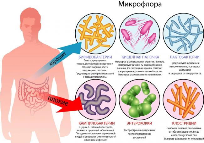 Ванкомицин-резистентные энтерококки (vre) - новости - 2020