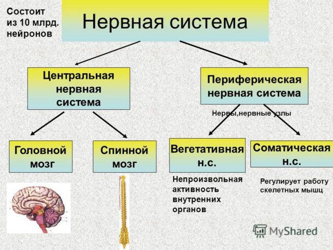 Основные заболевания периферической нервной системы