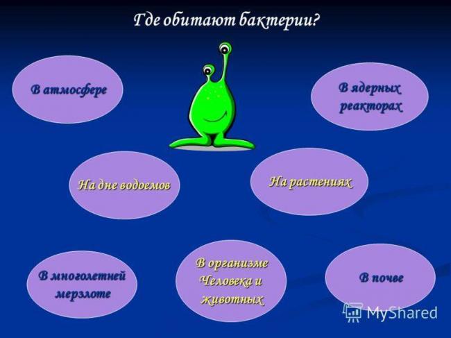 Бактерии гниения: среда обитания, способ питания, значение в природе