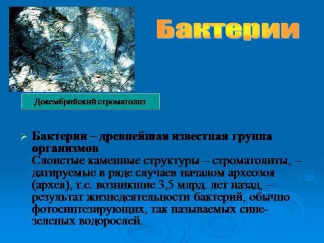 Важность роли бактерий и грибов в биоценозах земли