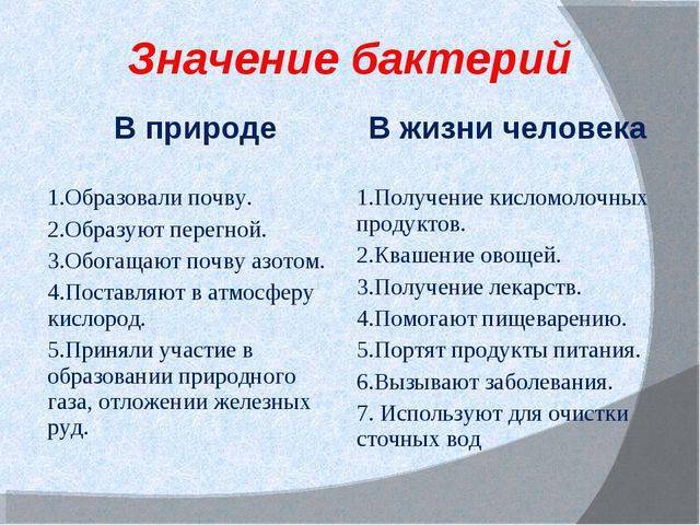 Бактерии: происхождение, изучение и строение, положительная и отрицательная роль