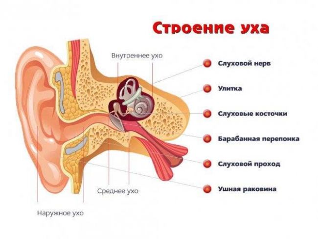 Тугоухость 2 степени – лечение у взрослых: восстановится ли слух
