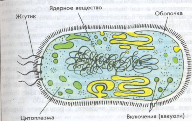 Бактерии — общая характеристика. классификация, строение, питание и роль бактерий в природе
