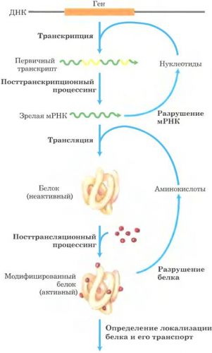 Экспрессия генов — википедия с видео // wiki 2