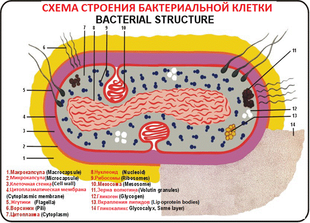 Бактерии | энциклопедия кругосвет
