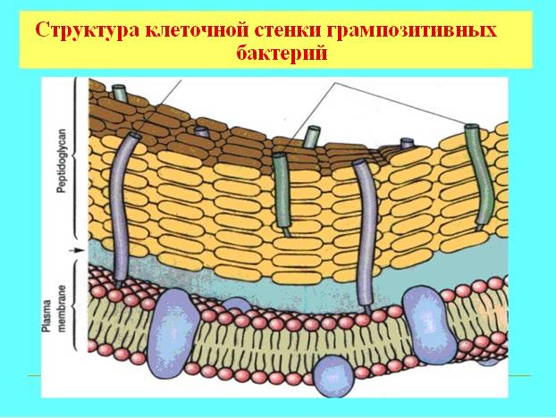 Каково строение бактериальных клеток, или все ли так просто, как кажется