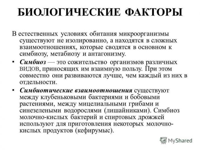 В каких продуктах содержатся пробиотики для кишечника – 10 лучших источников