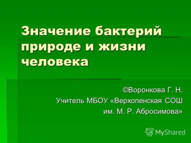 Бактерии